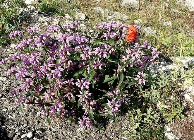 Phlomis herba-venti / Salvione roseo